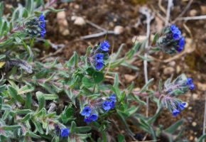 Alkanna tinctoria 2