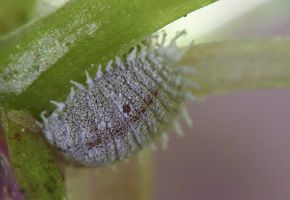 Dactylopius coccus