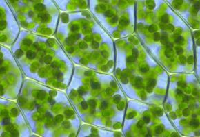 Chlorophyll