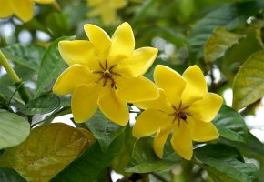 Gardenia Yellow
