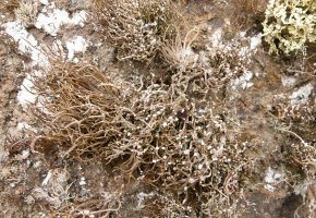 Roccella Tinctoria